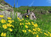 Splendide fioriture sui sentieri per i Laghi di Ponteranica in disgelo avanzato - 28giu24  - FOTOGALLERY
